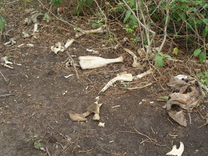 Looks like an Anaconda was here