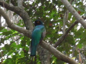 Unknown Blue Bird