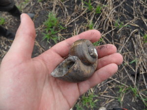Large Snail shell