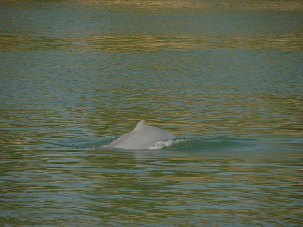 An Irawaddy Dolphin