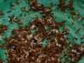 Close Up of the Ants