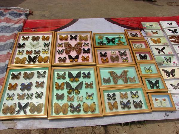Want to Buy a Butterfly?