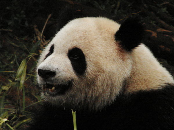 Panda Expression #1: Hey guys, what's going on?