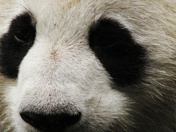 Panda Expression #6: Wait, I'm thinking.