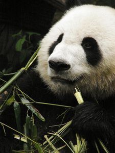 Panda Expression #2: I don't really care, I'm hungry.
