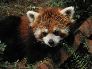 Red Pandas are Cute-er