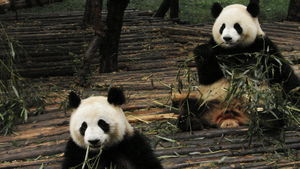 Two Panda Tag-Team