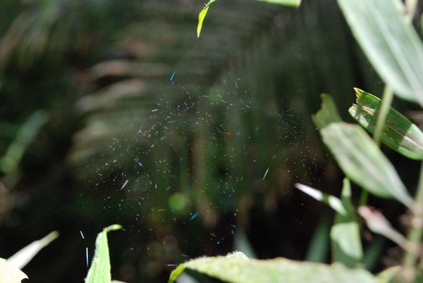 Tiny Spider = Tiny Web