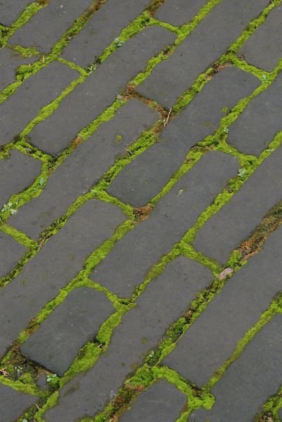 Moss in the Pavement