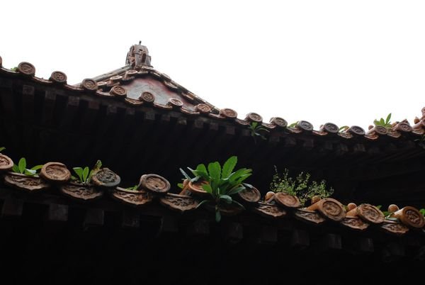 Plants Growing out of a Roof