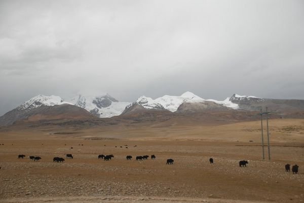 Wild Tibet