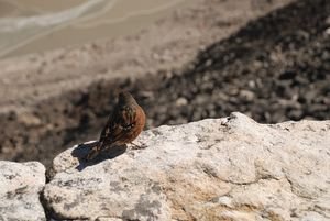 Bird on the Summit