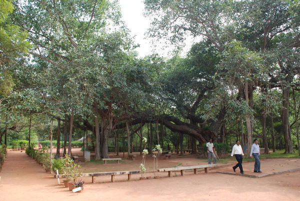Banyan Tree in Auroville