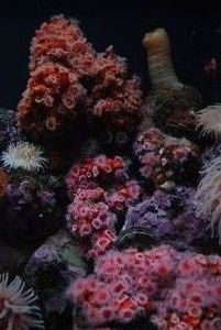 Corals in the Zoo