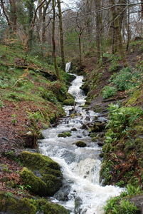 Cold Stream in the Forrest
