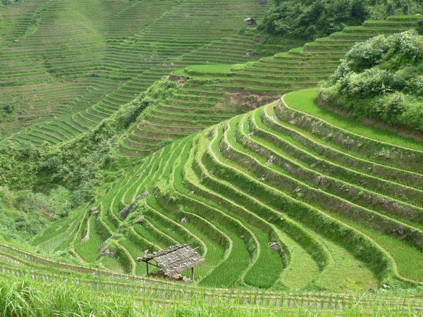 ..and more rice terraces