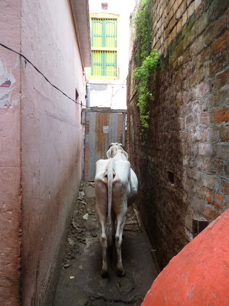 Cow's arse in narrow alleyways:-)