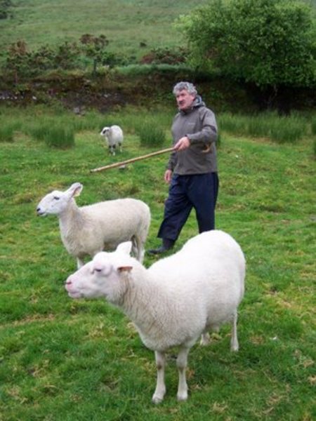 Brendan Ferris, sheep herder