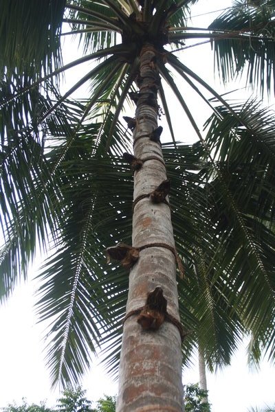 The coconut husks on bark