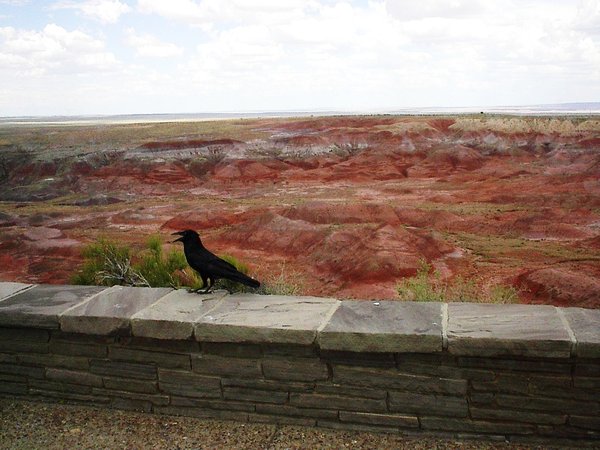 Raven Painted Desert 2