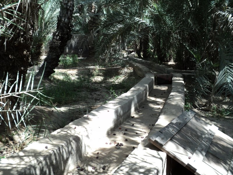 water Canal- Al Ain Oasis