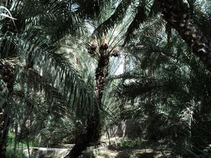 Date Plantations-Al Ain Oasis