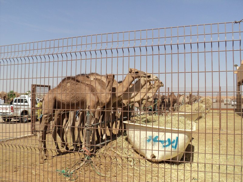 camels 019