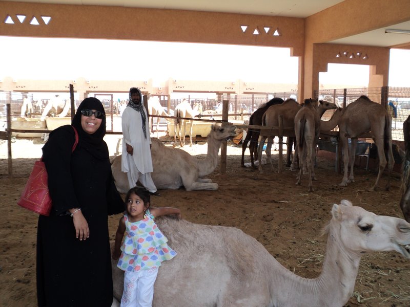 camels 028