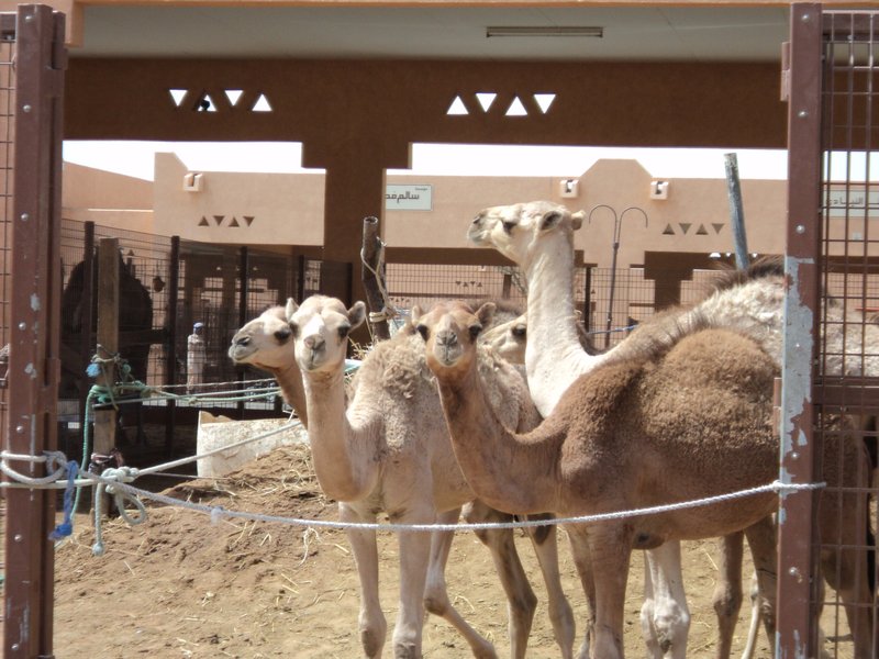 camels 035