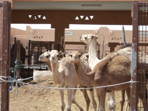 camels 035