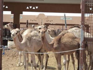 camels 036