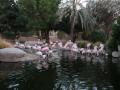 zoo  Flamingos