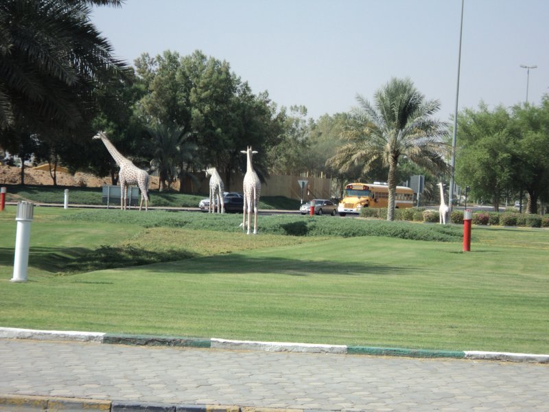 ZOO Roundabout