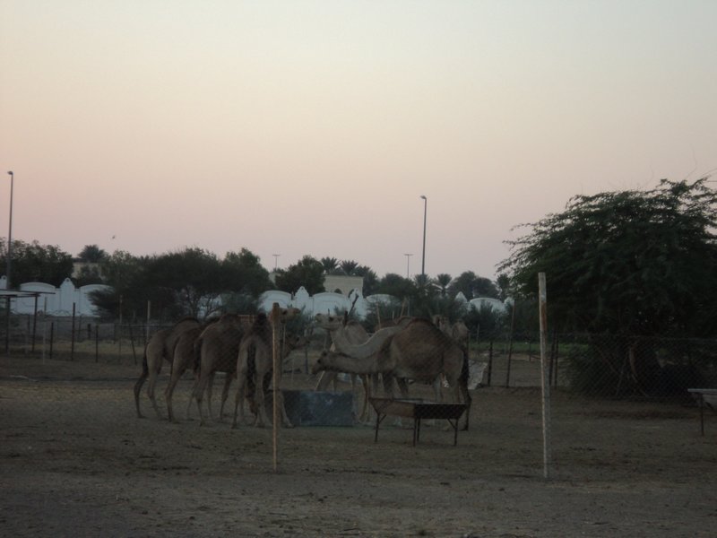camel farm @ Hili