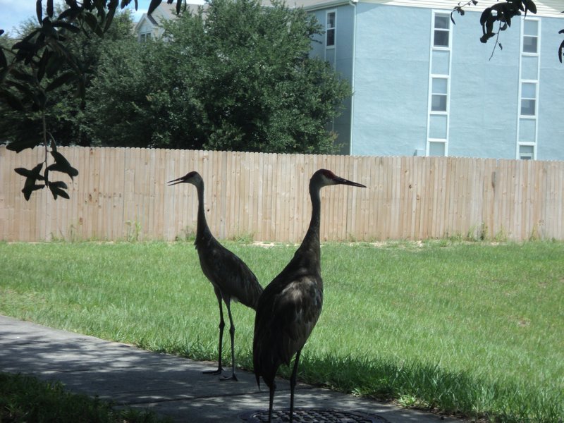 cranes outside our door florida