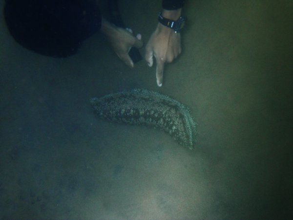 Sea Slug