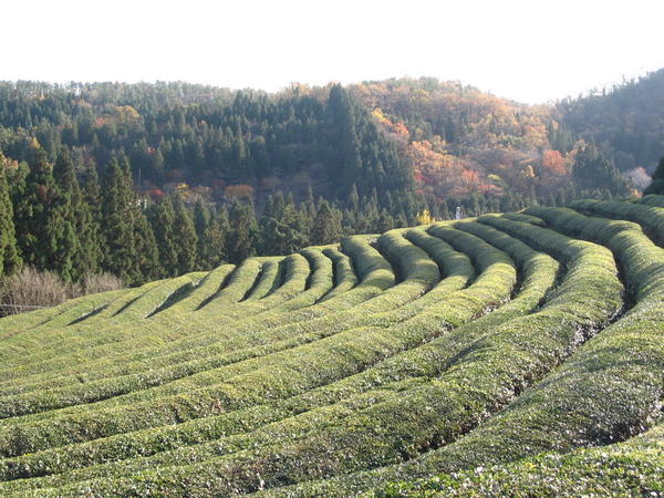 Huge Green Tea Fields