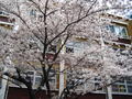 Cherry Blossoms at the school