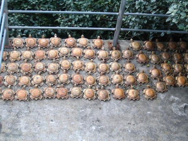 An army of turtles
