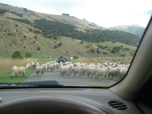 Sheep crossing outside of Akaroa