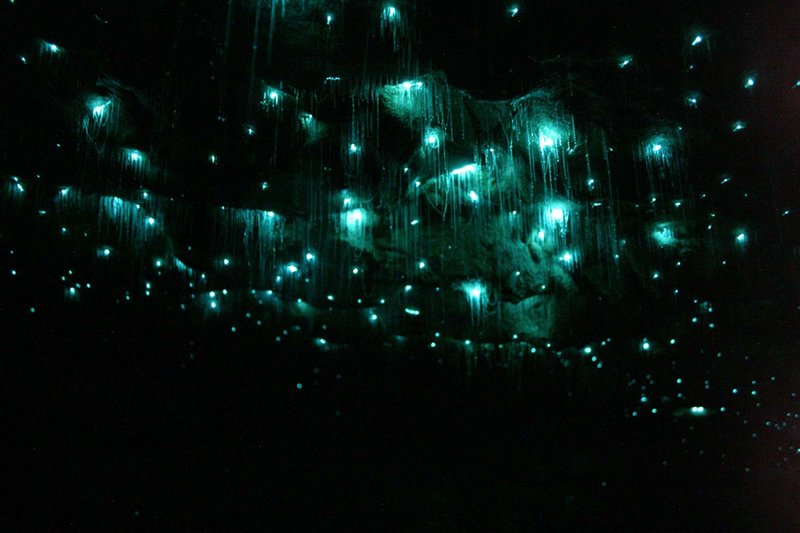 More Glow Worms
