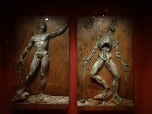 Vesalius anatomy in the Grassimuseum vor angewandte Kunst, Leipzig