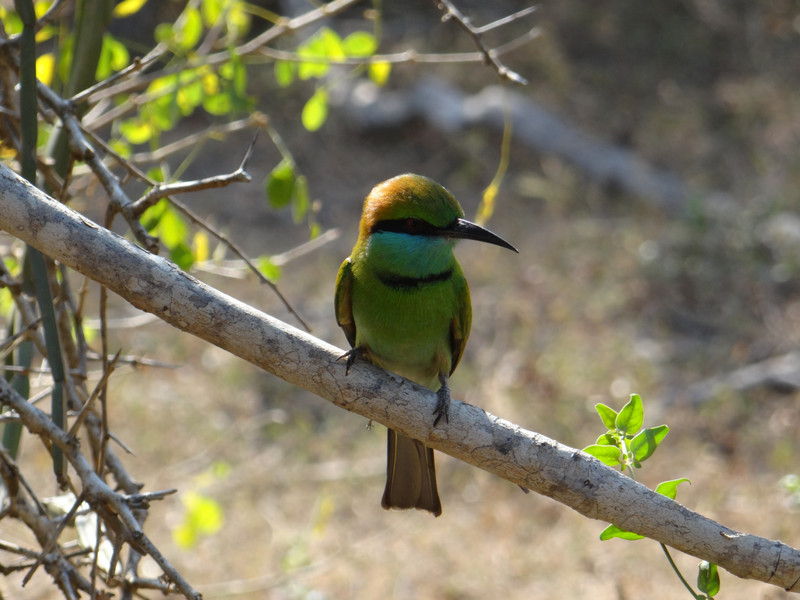 Green bee-eater at Yala National Park