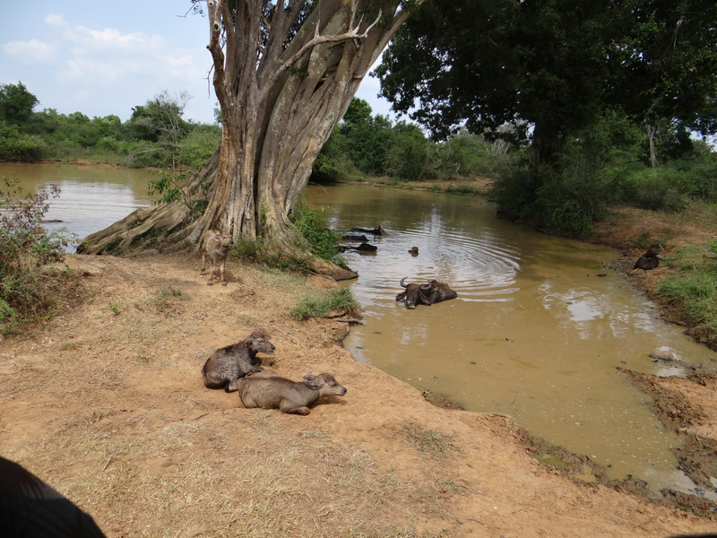 Water buffalo's (Uda Walawe NP)