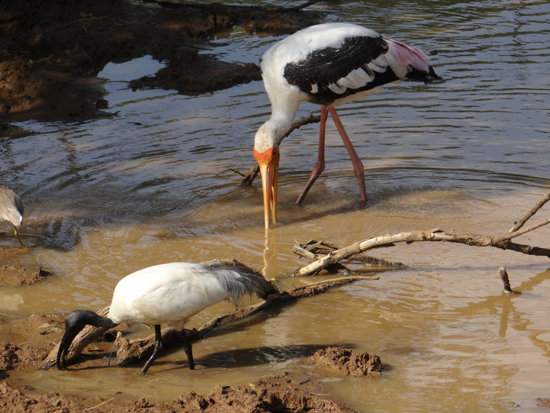 Painted stork and Black headed ibis (Yala NP)