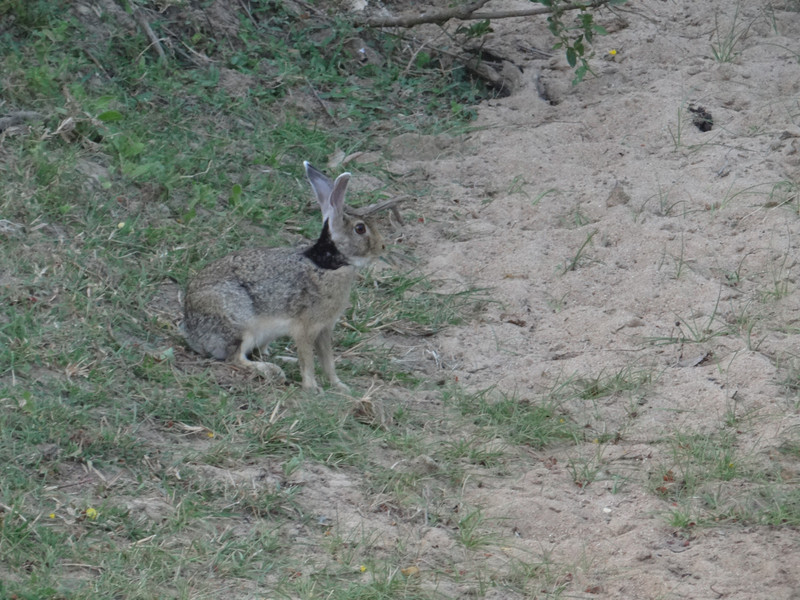 Indian hare (Yala NP)