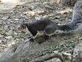 Grizzled giant squirrel (Uda Walawe NP)