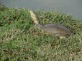 Indian flapshell turtle (Uda Walawe NP)