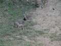 Indian hare (Yala NP)