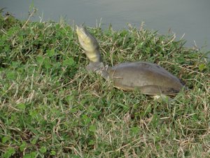 Indian flapshell turtle (Uda Walawe NP)